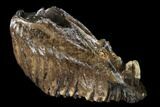 Fossil Woolly Mammoth Lower M Molar - North Sea Deposits #149771-2
